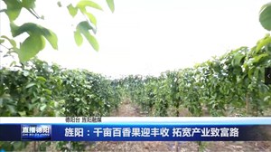 旌阳：千亩百香果迎丰收 拓宽产业致富路