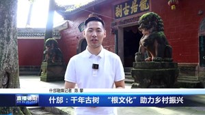 什邡：千年古树“根文化”助力乡村振兴