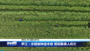 罗江：水稻制种迎丰收 稻田飘香人机忙