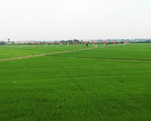 多举措支持粮食增产 出实招助力农民增收