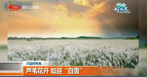 省媒看德阳｜绵竹芦苇花开  如迎“白雪”