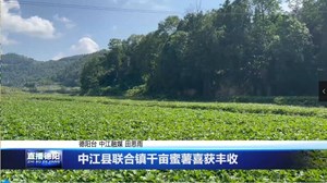 中江县联合镇千亩蜜薯喜获丰收