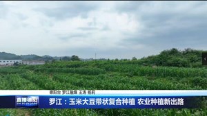 德阳罗江：玉米大豆带状复合种植 农业种植新出路