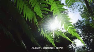 雨林之子_03_雨林礼物_大自然的本色馈赠