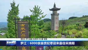 罗江：6000余亩贵妃枣迎来最佳采摘期