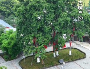 《寻找德阳古树》⑨