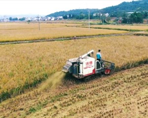 中江：示范片水稻开镰测产 平均亩产852.88公斤