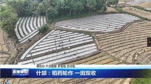 什邡：稻药轮作 一田双收