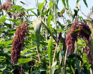 发展种养产业 赋能乡村振兴