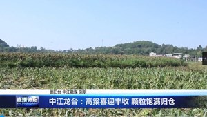 中江龙台：高粱喜迎丰收 颗粒饱满归仓
