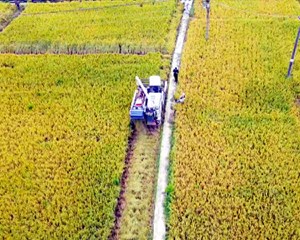 打造特色产业 助力乡村振兴“加速跑”