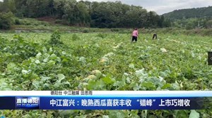 中江富兴：晚熟西瓜喜获丰收 “错峰”上市巧增收 