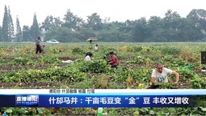 什邡马井：千亩毛豆变“金”豆 丰收又增收