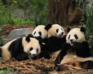 成都大熊猫基地中秋国庆每日限售6万张门票