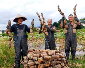 中江南华镇：1600余亩莲藕喜迎丰收