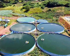 中江：开启陆基养鱼新模式 走出产业振兴新路子