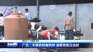 广汉：不误农时备秋种 油菜育苗正当时