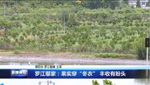 罗江鄢家：果实穿“冬衣” 丰收有盼头