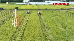 稻浪滚滚好“丰”景 颗粒归仓收割忙