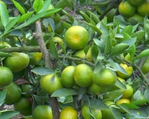 满树橙黄压弯枝头 做足准备增产丰收