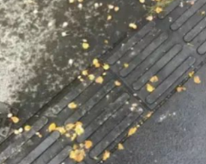 德阳街头正大量出现！千万别乱碰、乱吃！严重可致命……