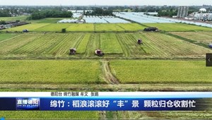 绵竹：稻浪滚滚好“丰”景  颗粒归仓收割忙