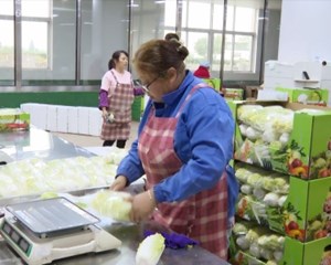 旌阳：从“一粒良种”到“一桌好菜” 全链条提升蔬菜产能
