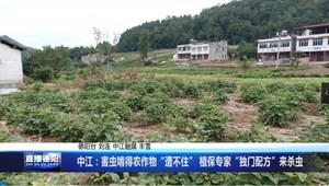 中江：害虫啃得农作物“遭不住” 植保专家“独门配方”来杀虫