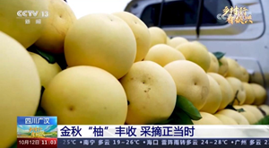 央媒看德阳｜广汉：金秋“柚”丰收  采摘正当时