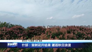 什邡：栾树花开结果 邂逅秋日浪漫