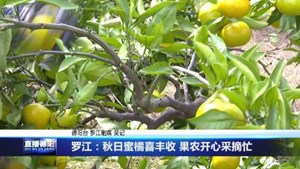 罗江：秋日蜜橘喜丰收 果农开心采摘忙