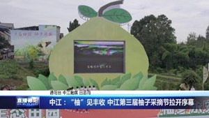 中江：“柚”见丰收 中江第三届柚子采摘节拉开序幕	