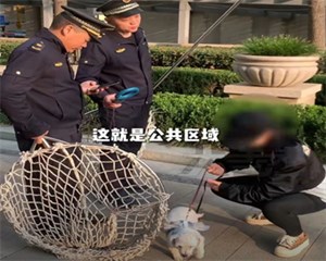 注意！这些犬只，德阳禁养！多地出手，看到未拴绳的狗直接抓走暂扣……