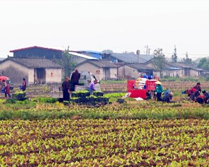 四季生产全年供应 丰富市民“菜篮子”