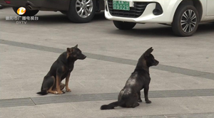 帮忙姐妹花|发牵狗绳 戴嘴套 德阳主城区严查未拴绳犬只