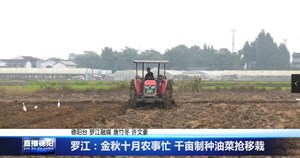 罗江：金秋十月农事忙 千亩制种油菜抢移栽