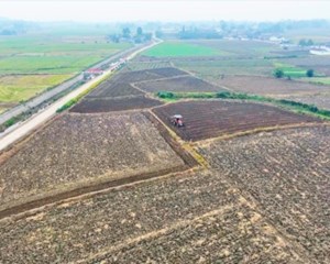 油菜秋种忙 助力产业提质增效