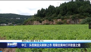 中江：头茬豌豆尖新鲜上市 用限定美味打开致富之路