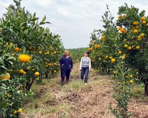 缤纷水果迎丰收 “甜蜜产业”助农增收