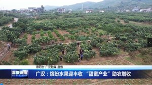 广汉：缤纷水果迎丰收 “甜蜜产业”助农增收