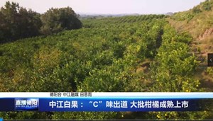 中江白果：“C”味出道 大批柑橘成熟上市