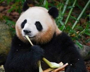 今起，成都这些景点开闭园时间有变→