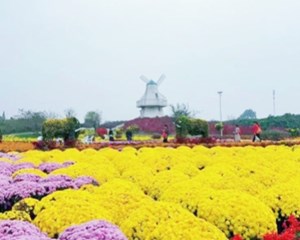 来打卡！德阳这里15万株菊花竞相绽放