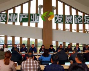 绵竹：强产业兴品牌 首届蜜薯采摘节启幕