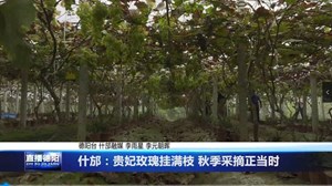 什邡：贵妃玫瑰挂满枝 秋季采摘正当时