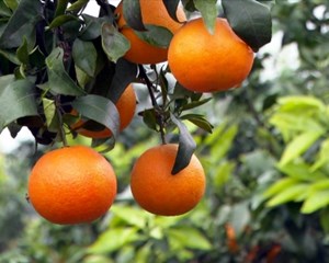 游客采摘正当时 “甜蜜”产业助农增收