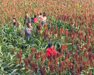 旌阳：一种双收 再生高粱丰收在望