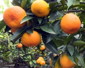 果农喜增收 甜蜜引客来