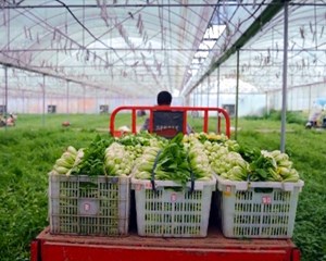 蔬菜产业提档升级 田间迎来好“丰”景