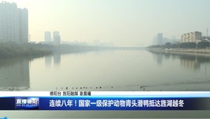 连续八年！国家一级保护动物青头潜鸭抵达旌湖越冬